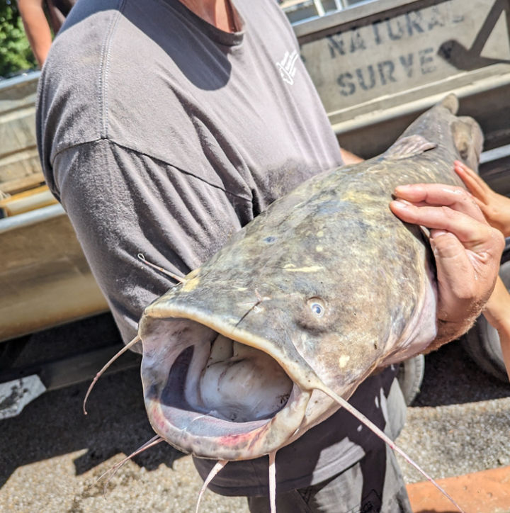 Man in a gray shirt holds a large catfish with its mouth open and face pointed towards the camera, while children’s hands reach out to touch the catfish. The Illinois River Biological Survey’s research boat sits in the background. 